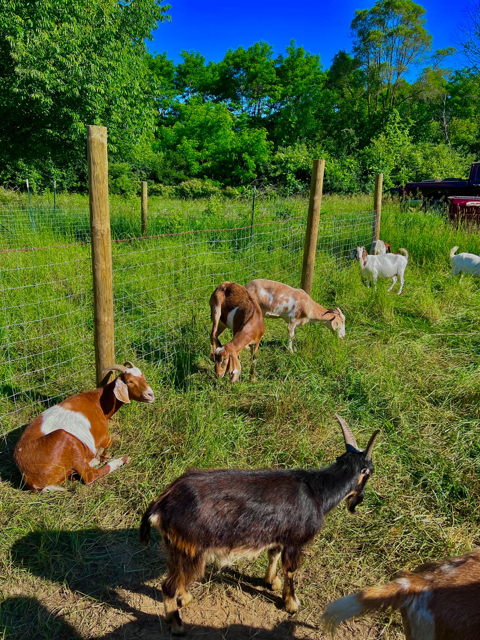 Goats Pure Natural Halal